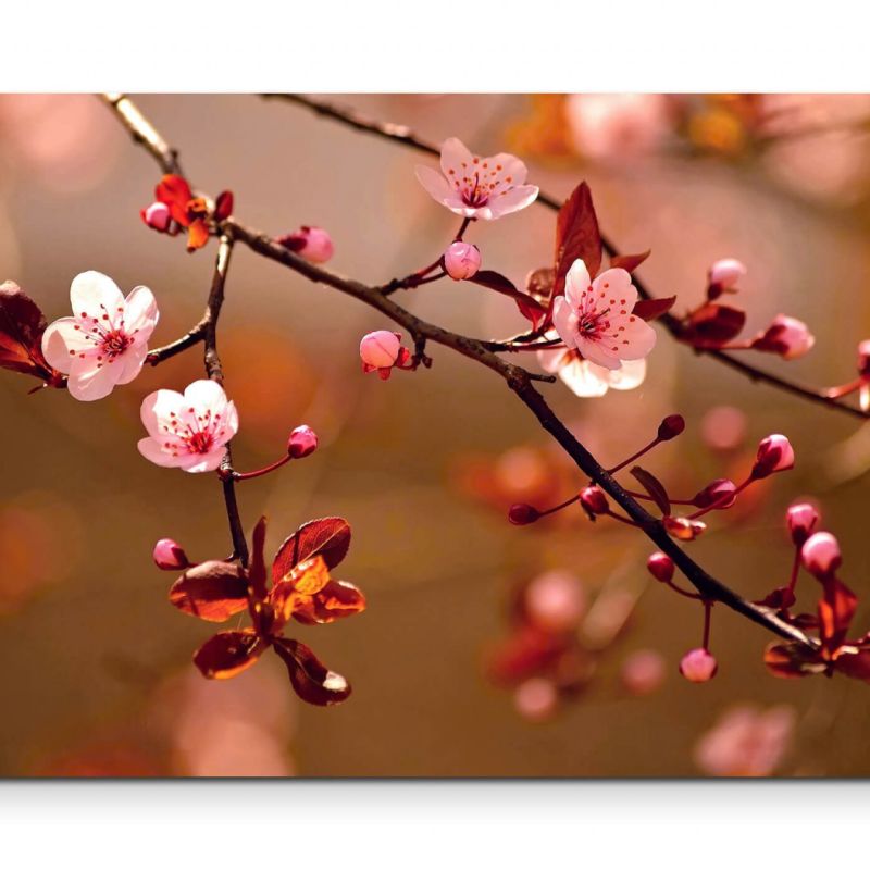 Naturfotografie  japanische Kirschblüten – Leinwandbild