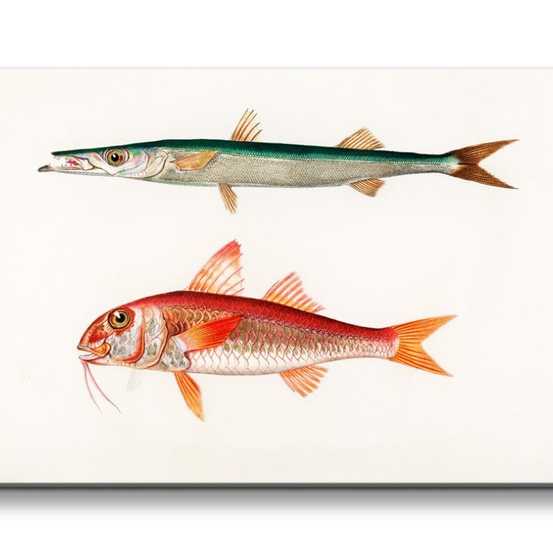 Remaster 120x60cm Fische Vintage Illustration Dekorativ Kunstvoll Minimal