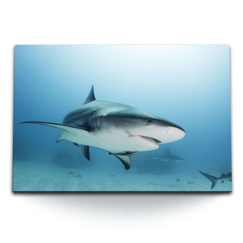 120x80cm Wandbild auf Leinwand Hai Tigerhai Unterwasserfotografie Meer Blau