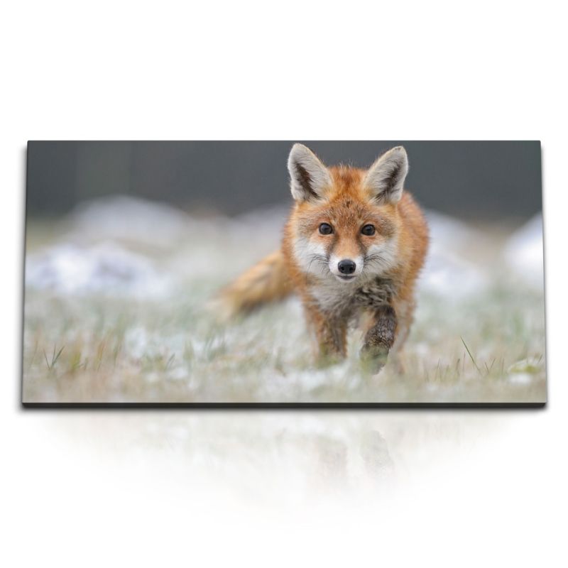 Kunstdruck Bilder 120x60cm Kleiner Fuchs Tierfotografie Natur Rotfuchs