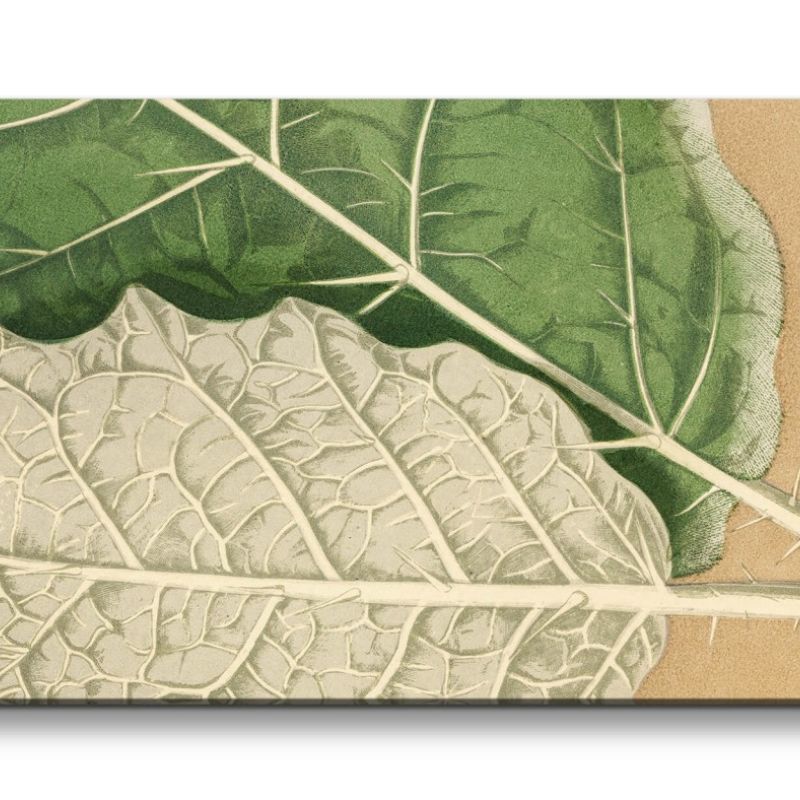 Remaster 120x60cm Botanische Illustration Baumblatt Blatt Grün Natur Dekorativ