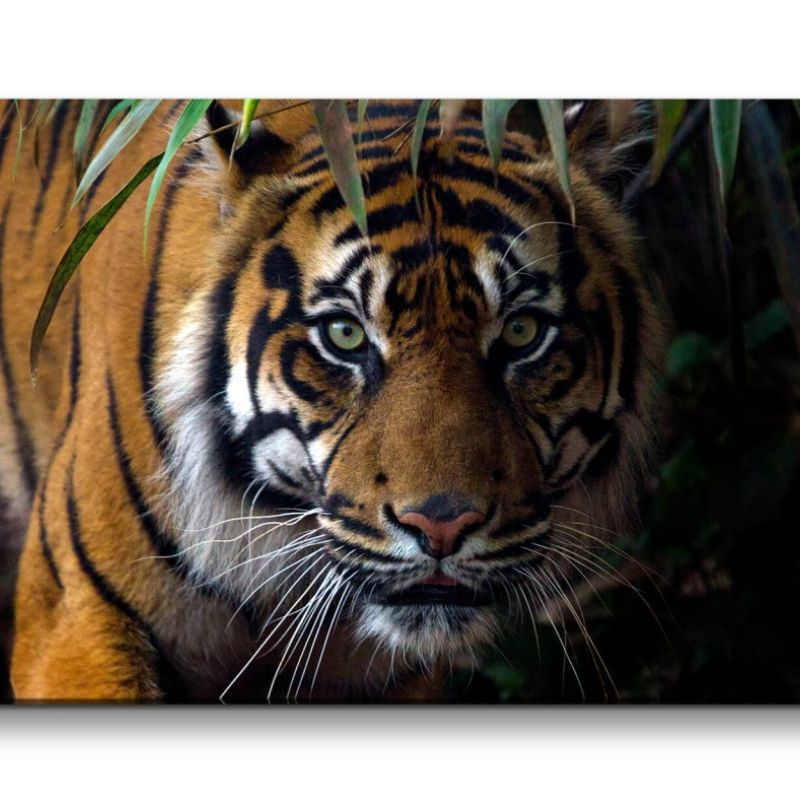 Leinwandbild 120x60cm Indischer Tiger Dschungel Wild schönes Tier Raubkatze