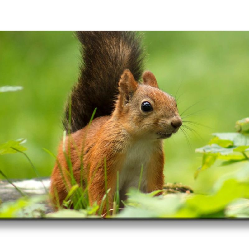 Leinwandbild 120x60cm Eichhörnchen Süß Niedlich Natur Lieblich