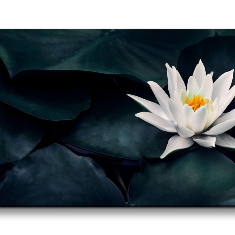 Leinwandbild 120x60cm Weiße Seerose Blüte Kunstvoll Kontrastreich Dekorativ