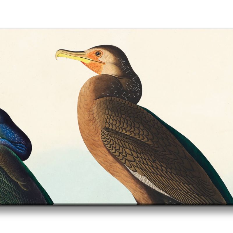 Remaster 120x60cm Kunstvolle Vintage Illustration von Vögel Exotisch Schön Natur Dekorativ