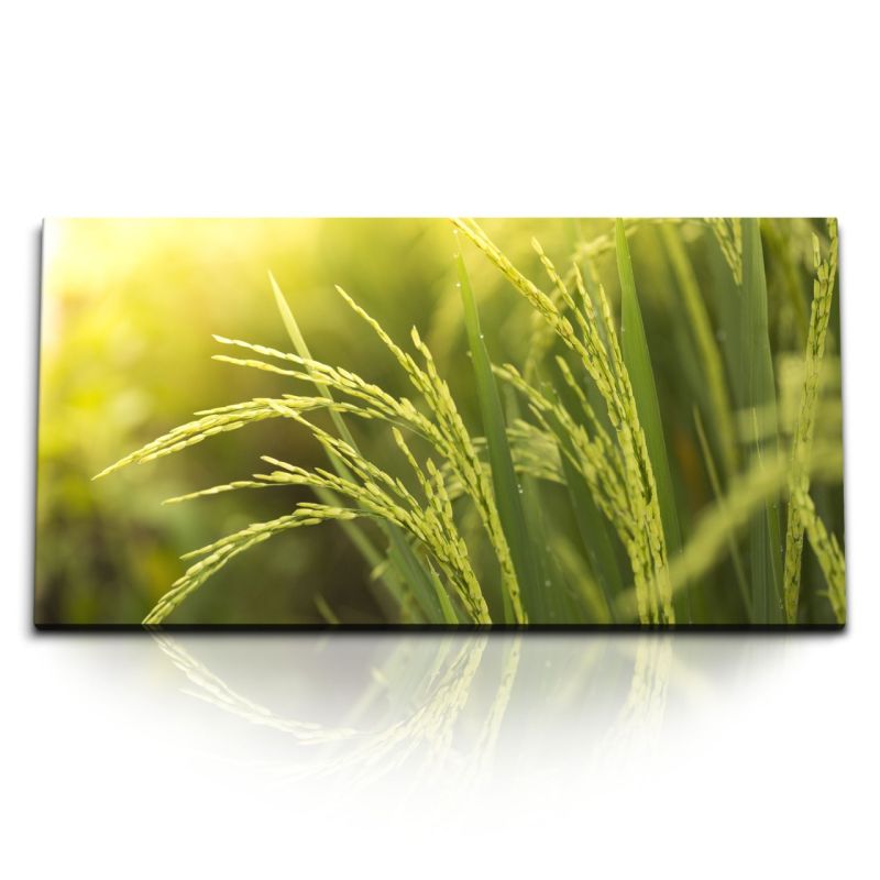 Kunstdruck Bilder 120x60cm Weizen Weizenfeld Sommer Sonnenschein Natur Grün