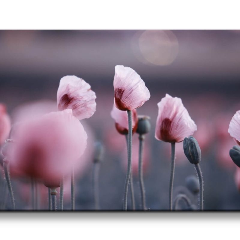 Leinwandbild 120x60cm Mohnblumen Wildblumen Feldblumen rosa Blüten Schön