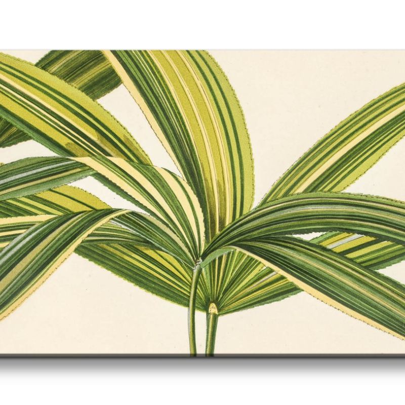 Remaster 120x60cm Botanische Illustration Pflanze Blatt Grün Natur Dekorativ