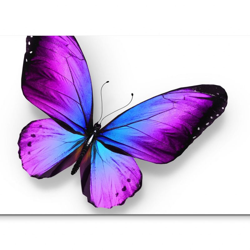 120x80cm Wandbild Schmetterling blau violett