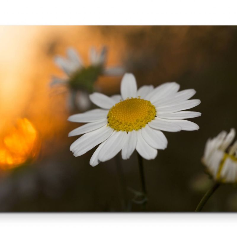 Kamillenblüte im Sonnenuntergang  – Leinwandbild