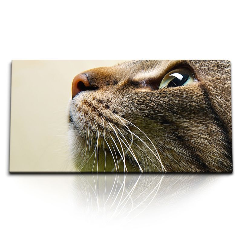 Kunstdruck Bilder 120x60cm Kleine Katze Kater Tierfotografie Katzenaugen