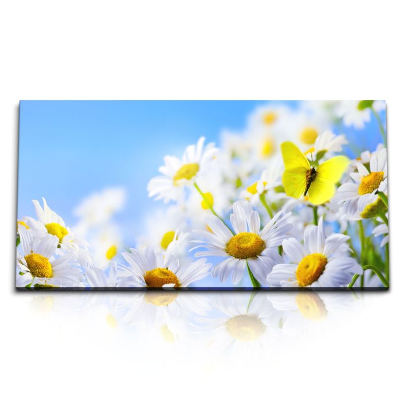 Kunstdruck Bilder 120x60cm Gänseblümchen Schmetterling Sommer Blumen blauer Himmel