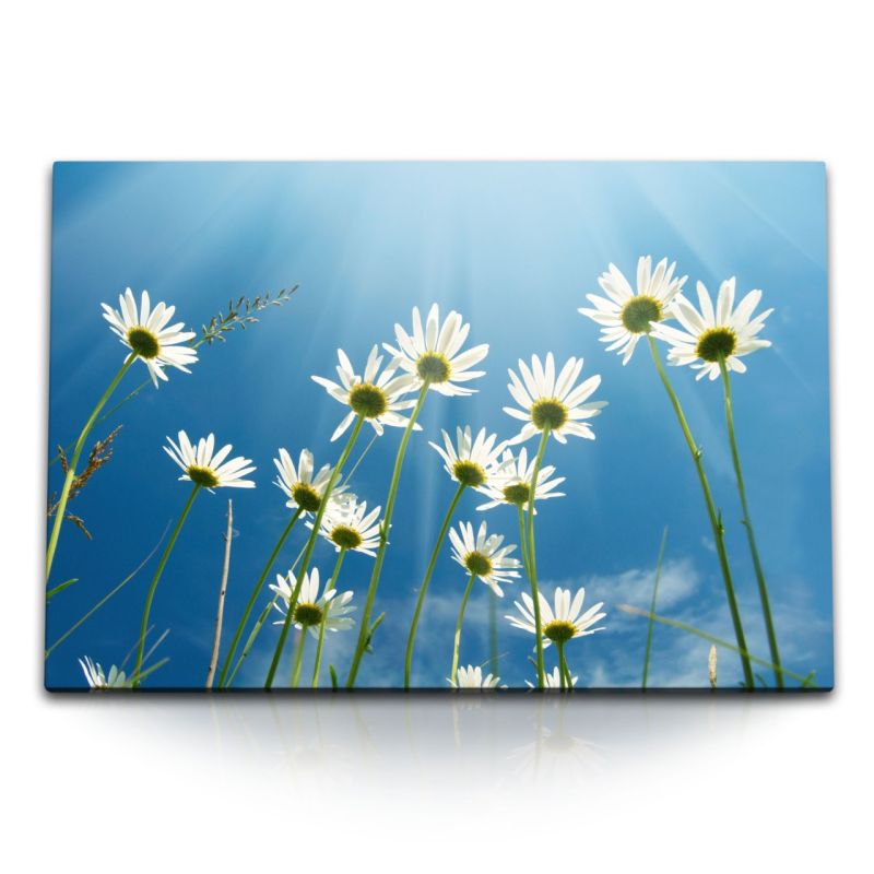 120x80cm Wandbild auf Leinwand Gänseblümchen Sommer blauen Himmel Blumen