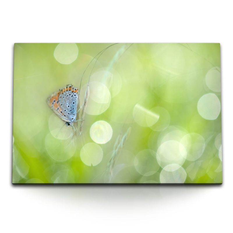 120x80cm Wandbild auf Leinwand Schmetterling Grün Natur Fotokunst Sommer