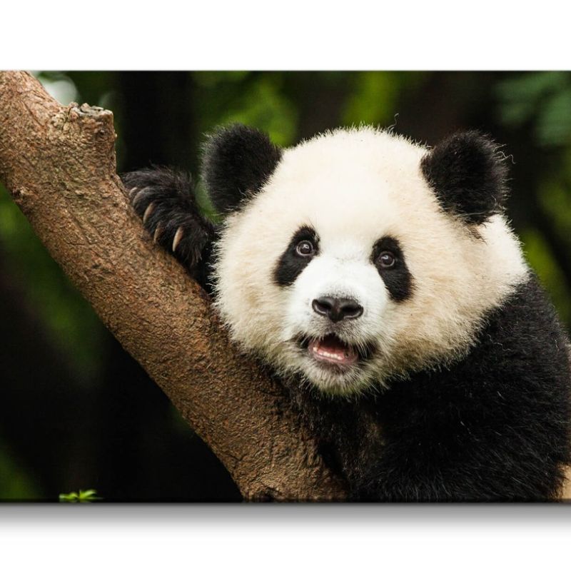 Leinwandbild 120x60cm Panda Pandabär Süß Flauschig Baum Niedlich