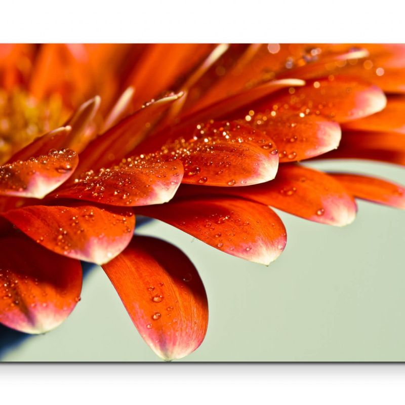 Makrofotografie  Gerberablüte mit kleinen Wassertropfen – Leinwandbild