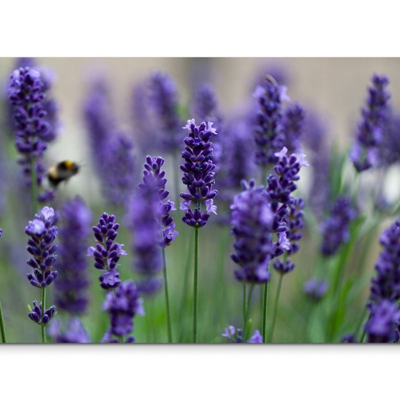 120x80cm Wandbild Lavendel Blumen Feld