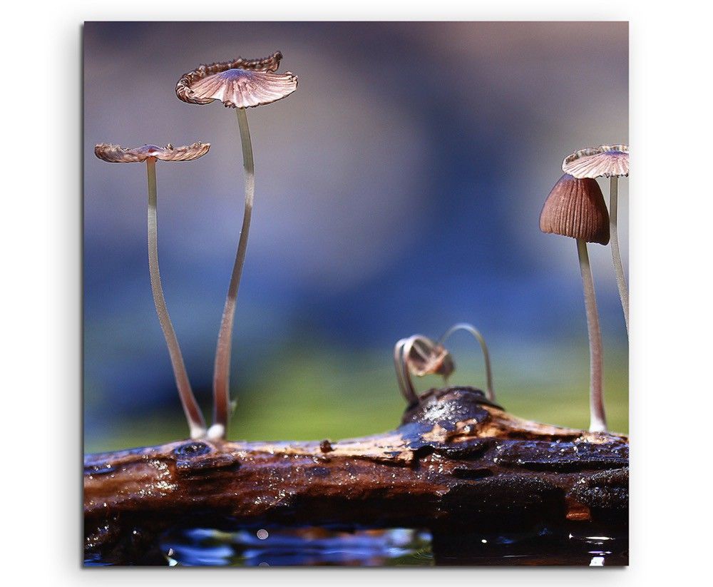 Naturfotografie –  Kleine Pilze auf Holzstück auf Leinwand