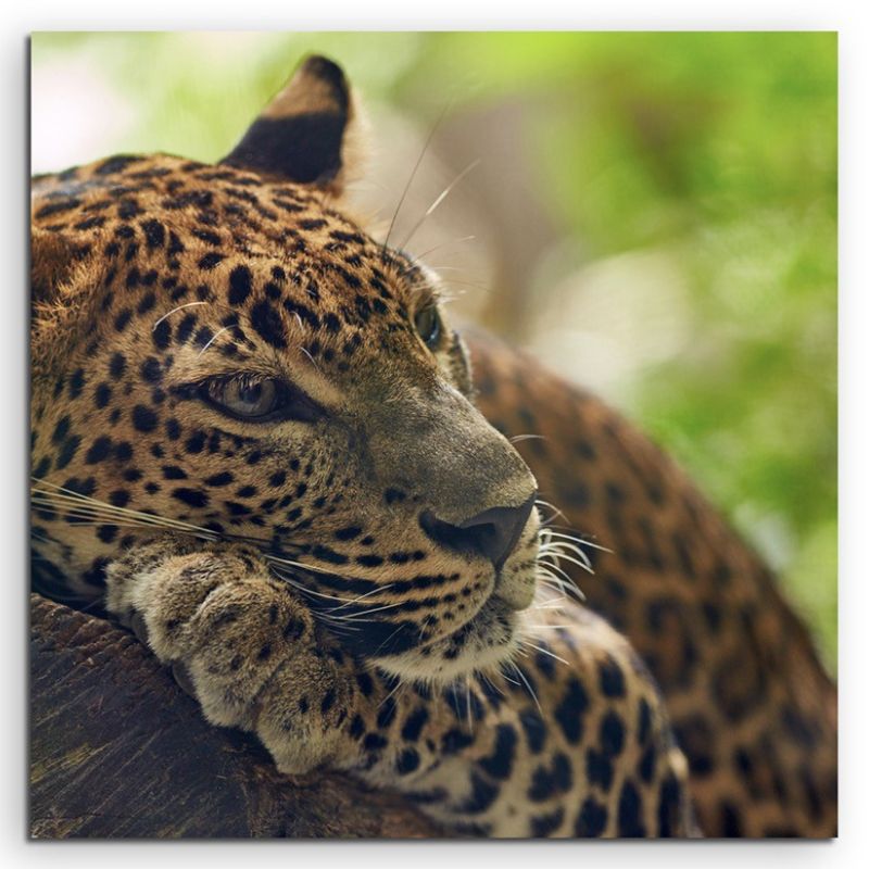 Tierfotografie – Jaguar auf Baum auf Leinwand