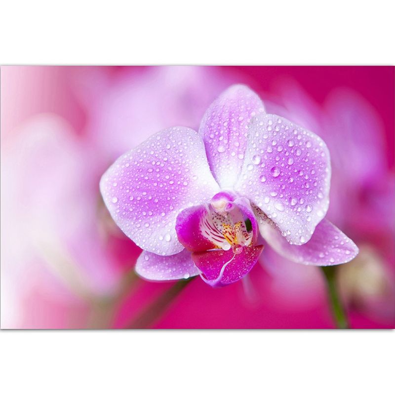 120x80cm Orchidee pink