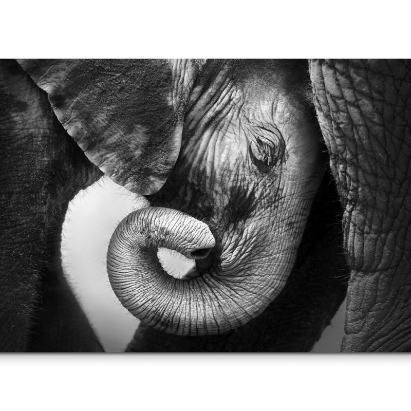 120x80cm Wandbild Elefant Baby Nahaufnahme