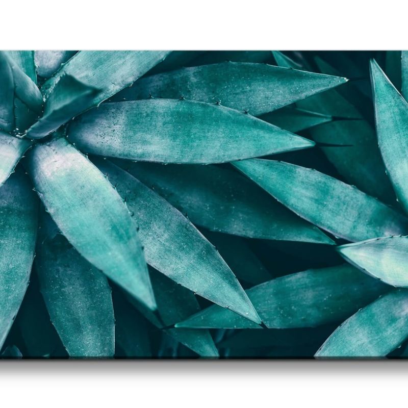 Leinwandbild 120x60cm Aloe Vera Pflanze Kunstvoll Nahaufnahme Dekorativ Grün