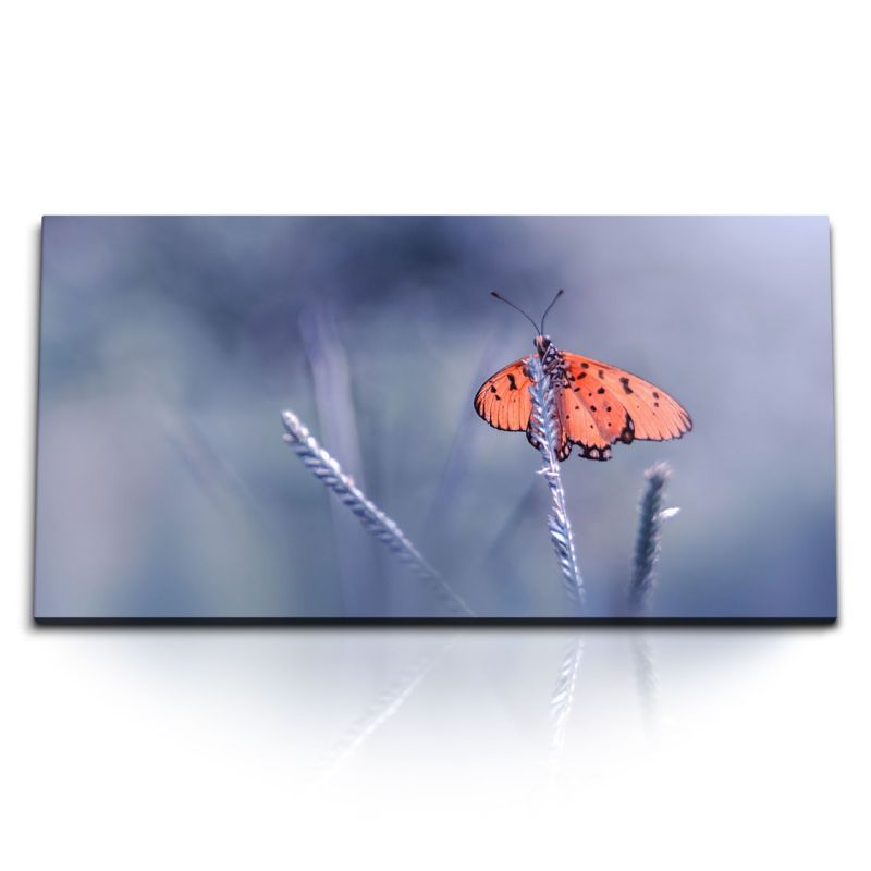 Kunstdruck Bilder 120x60cm Schmetterling Blau Nahaufnahme Tierfotografie Natur