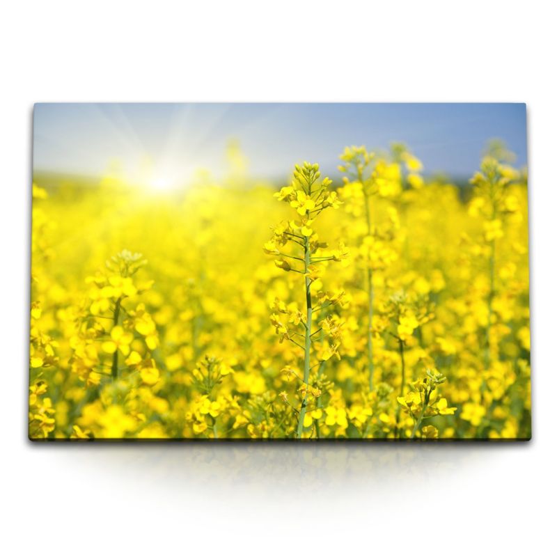 120x80cm Wandbild auf Leinwand Raps Rapsfeld Gelb Sonnenschein Sommer Deutschland