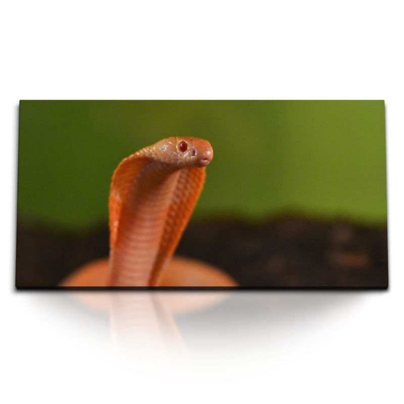 Kunstdruck Bilder 120x60cm Kleine Kobra rote Schlange Reptil Giftschlange Tierfotografie