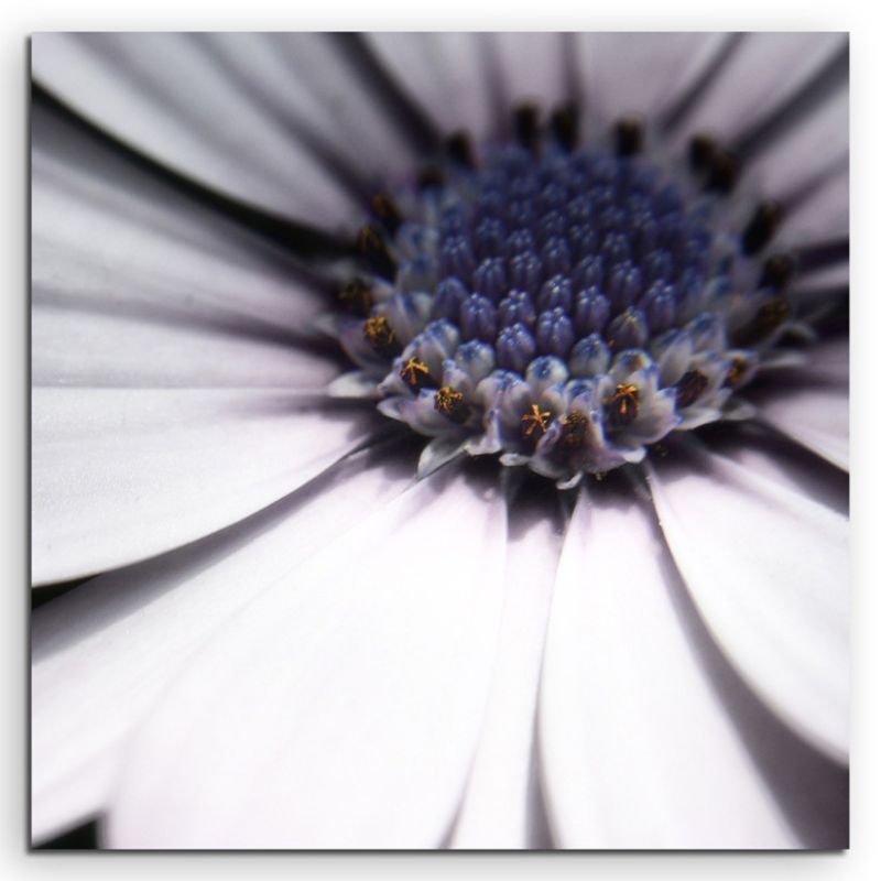 Künstlerische Fotografie – Weiße blumen mit Blau- und Grautönen auf Leinwand