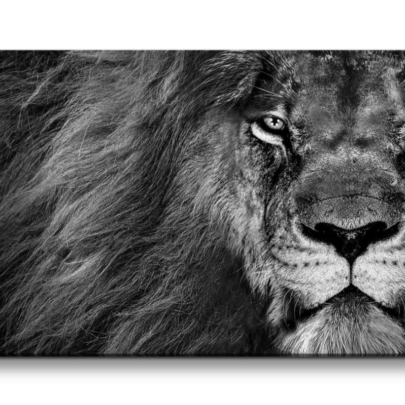 Leinwandbild 120x60cm Löwe König der Tiere Tierfotografie Schwarz Weiß Kraftvoll