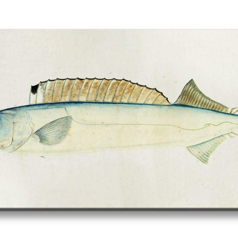 Remaster 120x60cm Fisch Illustration Vintage Kunstvoll Dekorativ Evolution