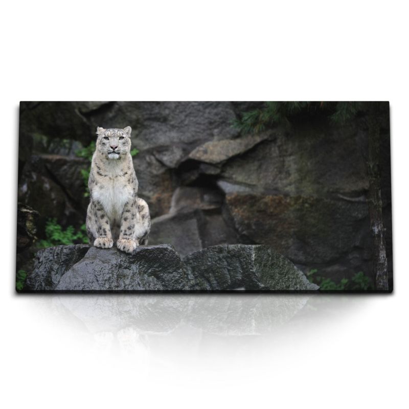 Kunstdruck Bilder 120x60cm Schneeleopard Raubkatze schwarze Felsen Tierfotografie