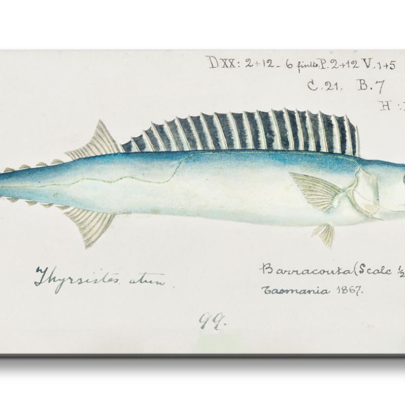 Remaster 120x60cm Barracuda Fisch Tasmanien alte Illustration Forschung Evolution Dekorativ