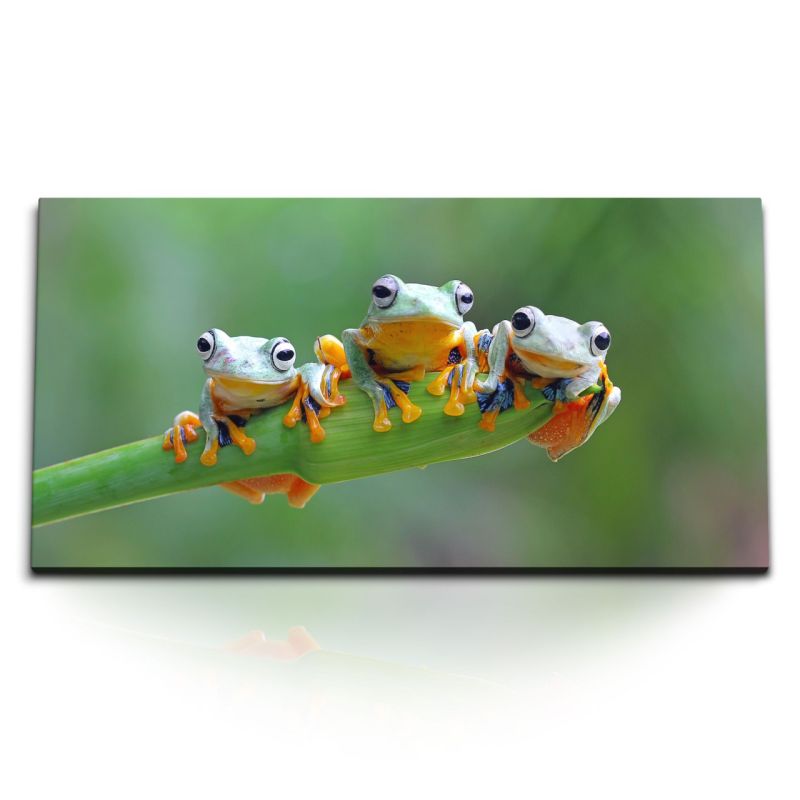 Kunstdruck Bilder 120x60cm Drei kleine Frösche Tierfotografie Tropisch Exotisch