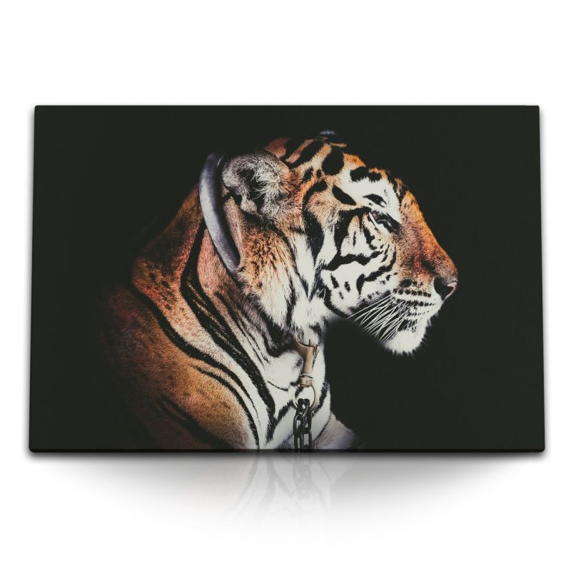 120x80cm Wandbild auf Leinwand Tiger Raubkatze Raubtier Tierfotografie schwarzer Hintergrund