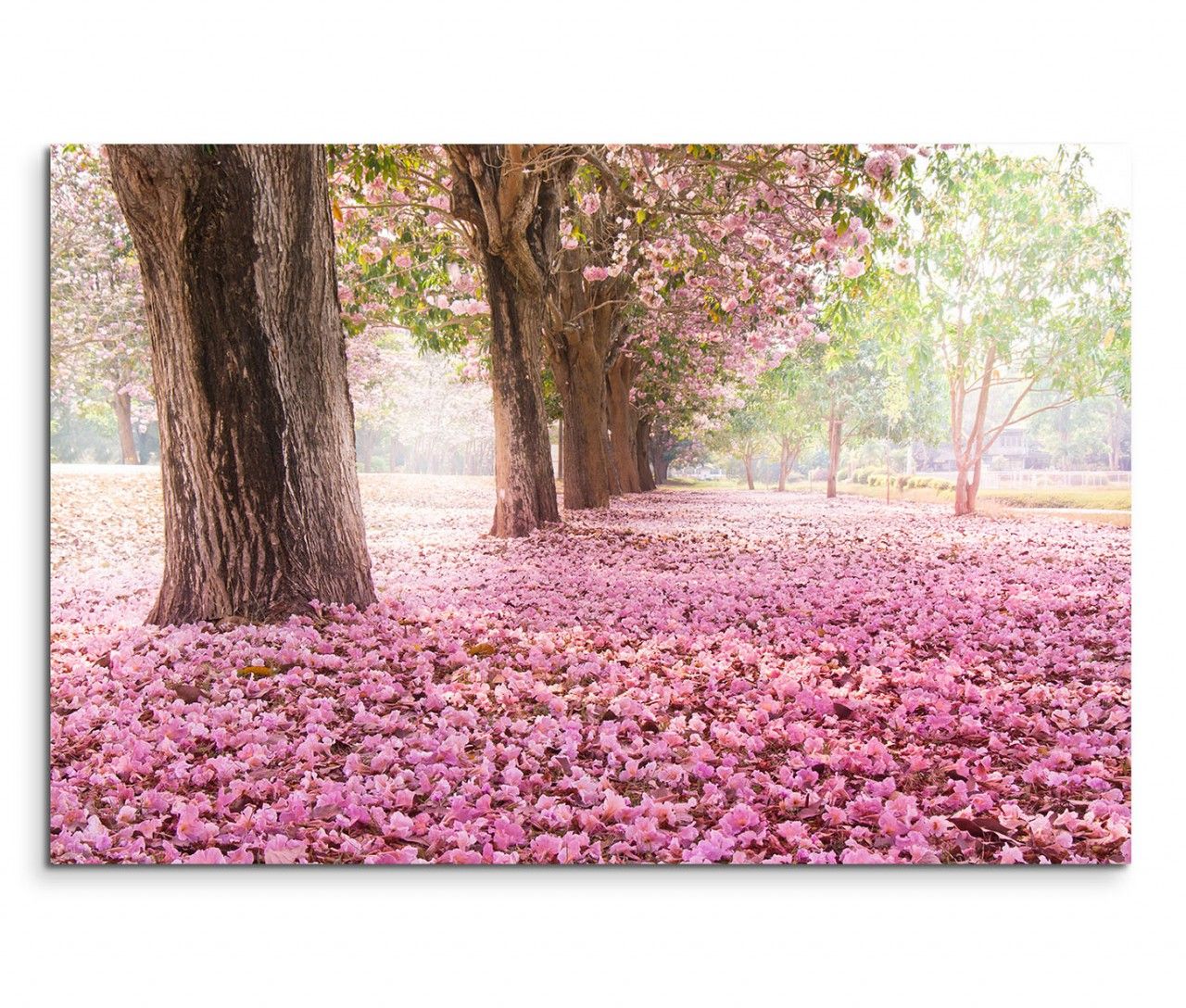 120x80cm Wandbild Bäume Blüten Weg Sonnenlicht