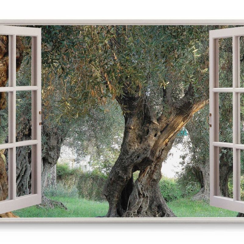 Wandbild 120x80cm Fensterbild Olivenbaum Natur alter Baum Grün Italien