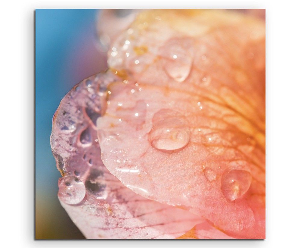 Künstlerische Fotografie – Lachsfarbene Blüte mit Tautropfen auf Leinwand