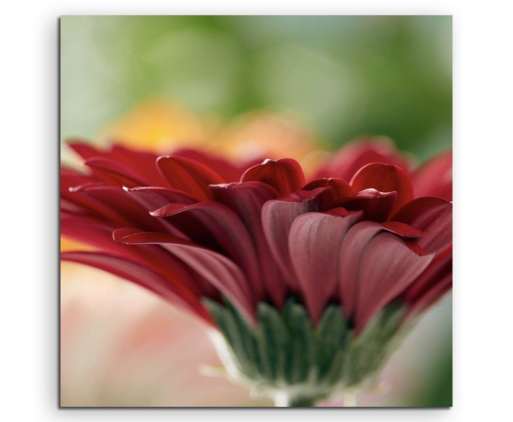 Naturfotografie –  Rote blumen mit orangem Hintergrund auf Leinwand