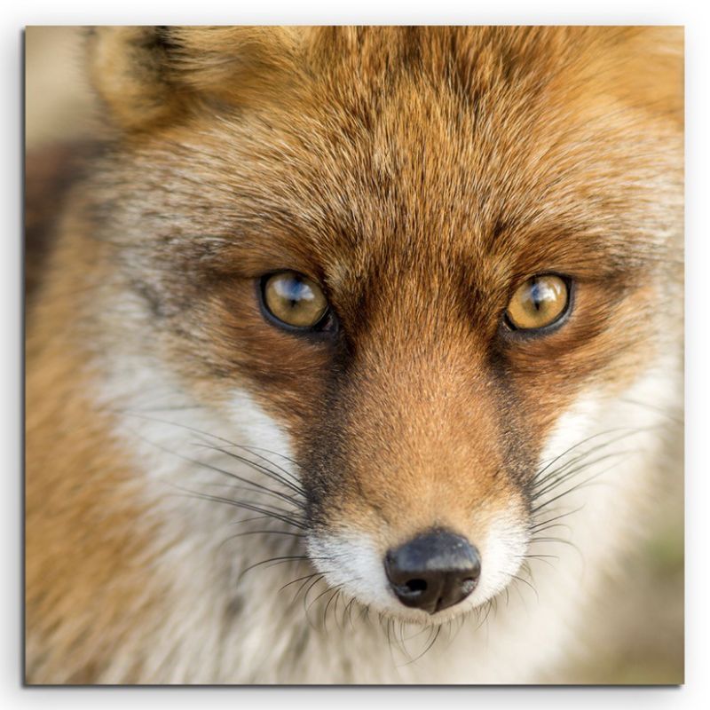 Tierfotografie – Roter europäischer Fuchs auf Leinwand