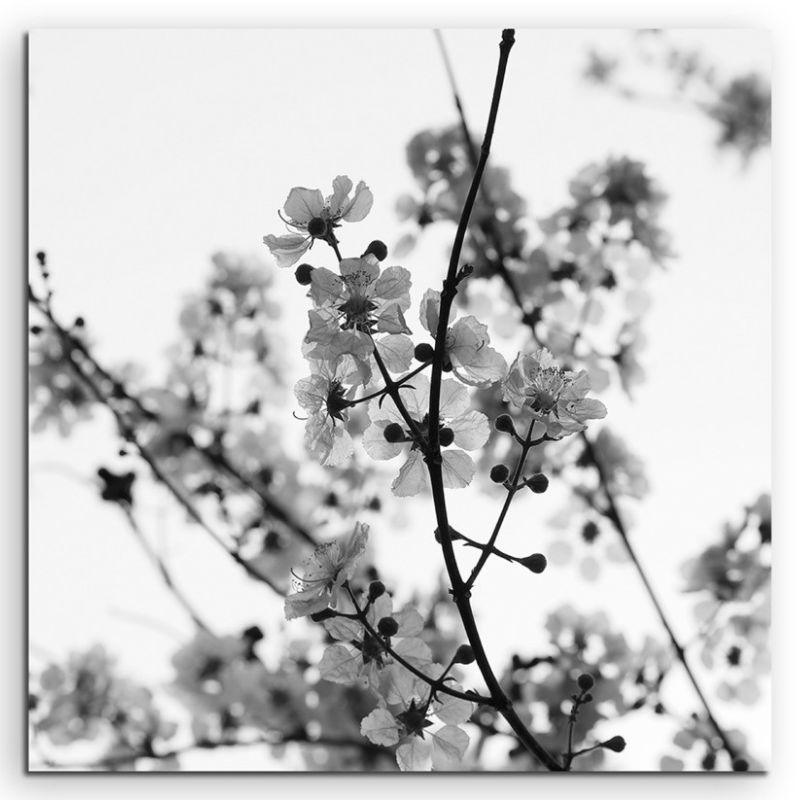 Naturfotografie – Weiße Kirschblüten auf Leinwand