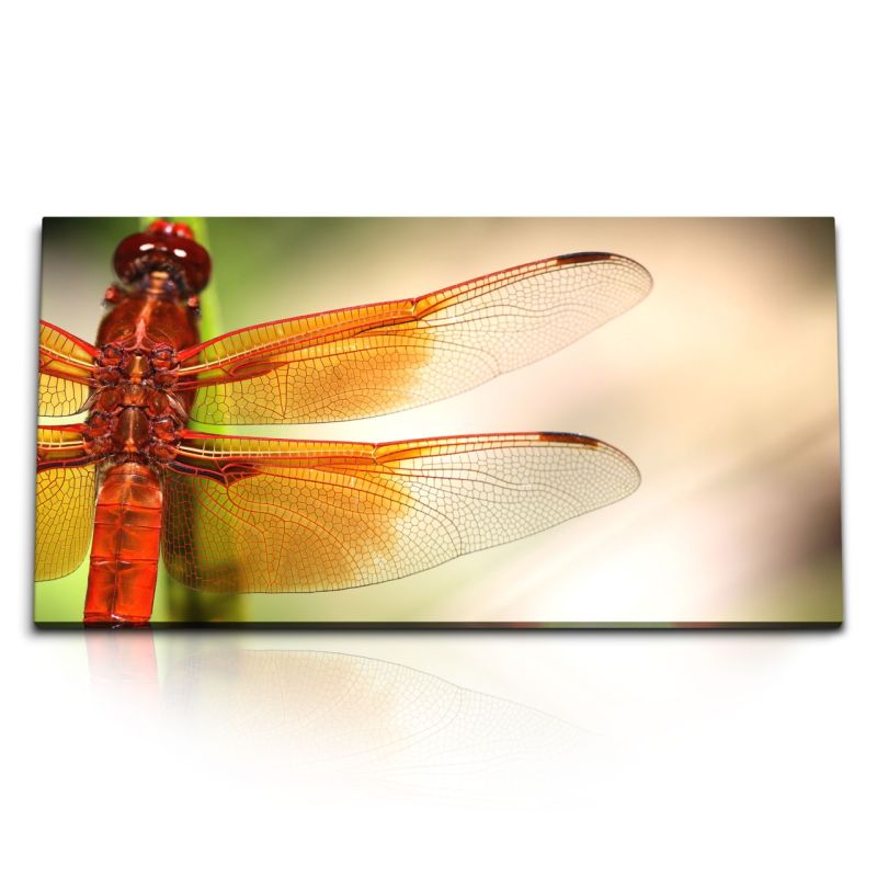 Kunstdruck Bilder 120x60cm Tierfotografie Libelle Insekt Makrofotografie Natur