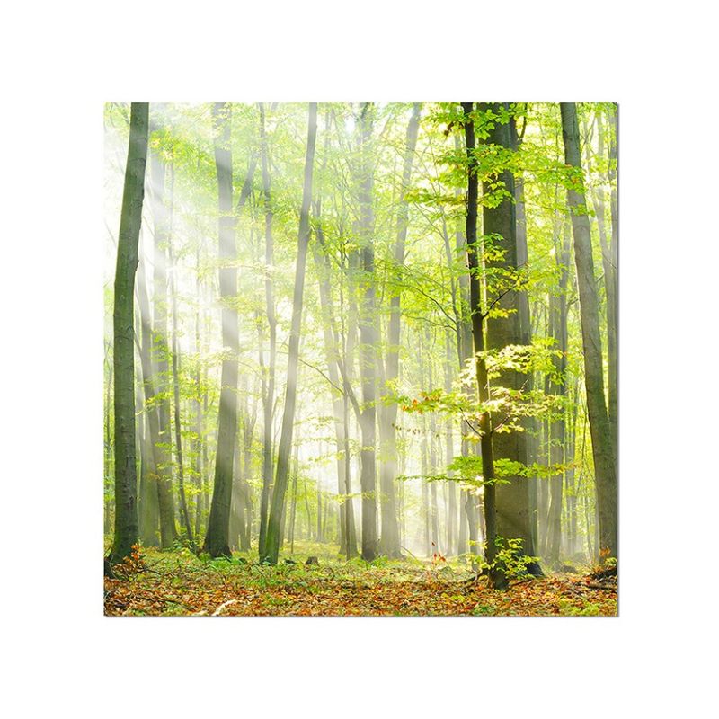 80x80cm Wald Laub Herbst Sonnenstrahlen