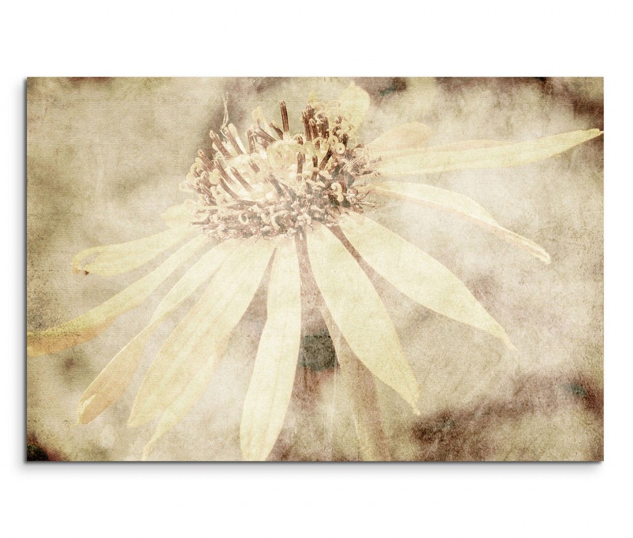 120x80cm Wandbild Blüte sepia vintage