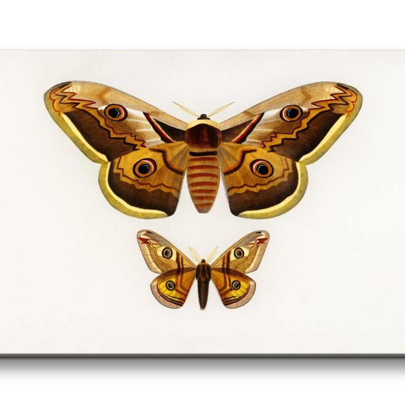 Remaster 120x60cm Alte Illustration Schmetterling Kunstvoll Vintage Dekorativ