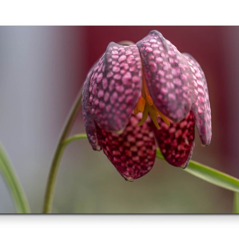 Fritillaria Meleagris  Schlagenkopf Blume – Leinwandbild