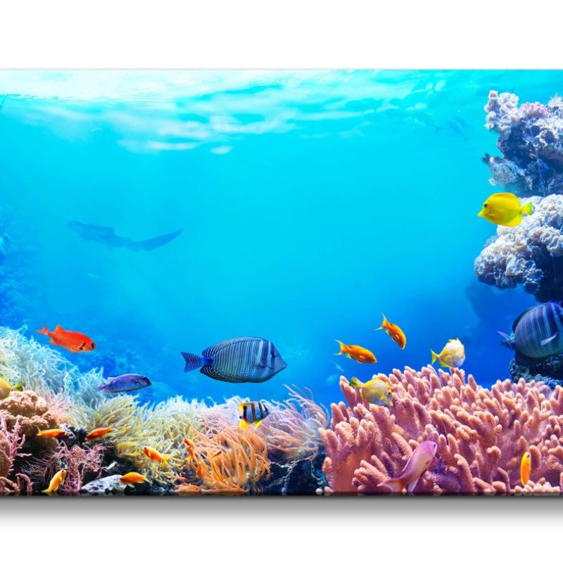 Leinwandbild 120x60cm Korallenriff Bunte Fische unter Wasser Tauchen Ozean Hai