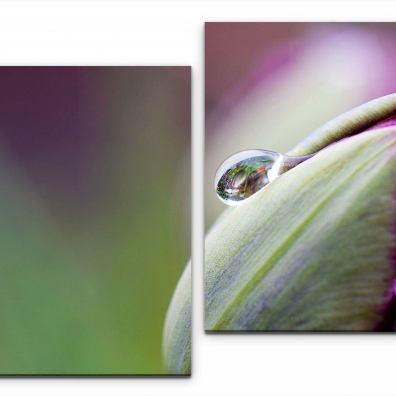 Tulpe mit Regentropfen Wandbild in verschiedenen Größen