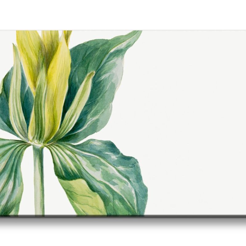 Remaster 120x60cm Botanische Vintage Illustration Trillium schöne Pflanze Dekorativ